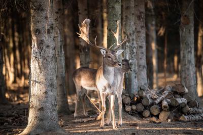 beautiful deer standing in a wild forest-stock-photo