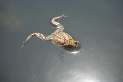 frog swimming in a pond at springtime-stock-photo