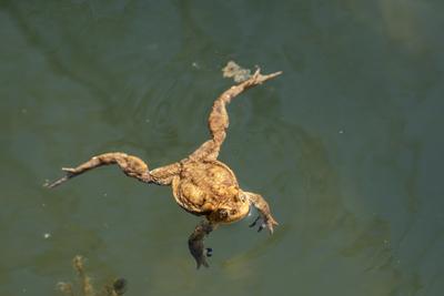 frog swimming in a pond at springtime-stock-photo