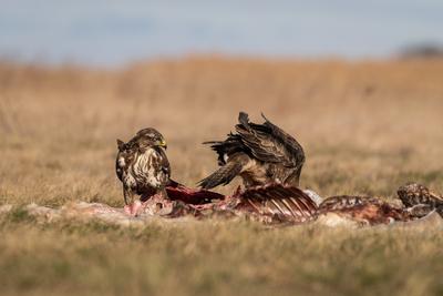 common buzzards eating meat on a meadow-stock-photo