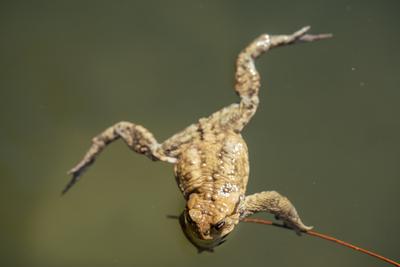 frog swimming in a pond at springtime-stock-photo