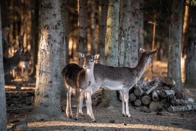beautiful deer standing in a wild forest-stock-photo
