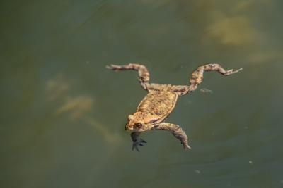 frog swimming in a pond at springtime-stock-photo