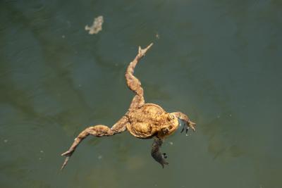 frog swimming in a pond at springtime-stock-photo