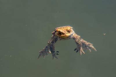 frog swimming in a pond at springtime-stock-photo