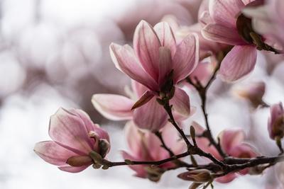 beautiful pink magnolia flowers on tree-stock-photo