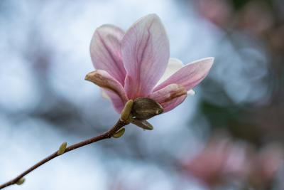 beautiful pink magnolia flowers on tree-stock-photo