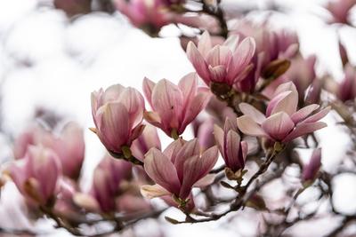 beautiful pink magnolia flowers on tree-stock-photo