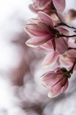 beautiful pink magnolia flowers on tree-stock-photo