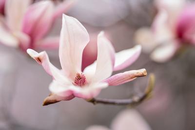 beautiful pink magnolia flowers on tree-stock-photo