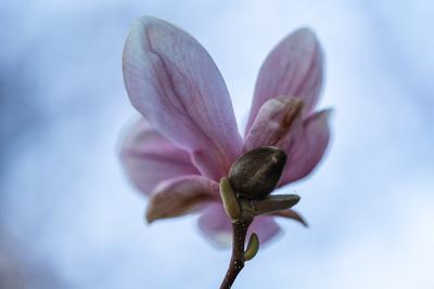 beautiful pink magnolia flowers on tree-stock-photo