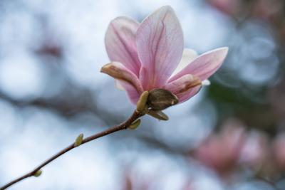 beautiful pink magnolia flowers on tree-stock-photo