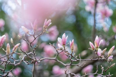 beautiful pink magnolia flowers on tree-stock-photo