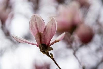 beautiful pink magnolia flowers on tree-stock-photo