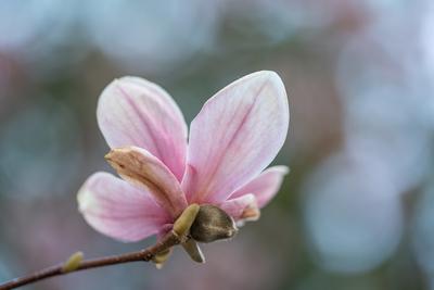 beautiful pink magnolia flowers on tree-stock-photo