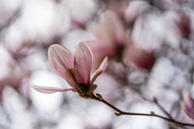 beautiful pink magnolia flowers on tree-stock-photo