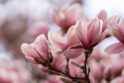 beautiful pink magnolia flowers on tree-stock-photo