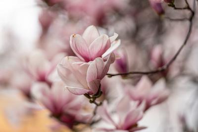 beautiful pink magnolia flowers on tree-stock-photo