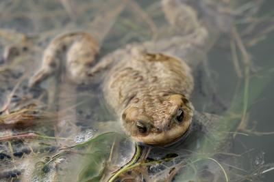 frog swimming in a pond at springtime-stock-foto