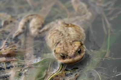 frog swimming in a pond at springtime-stock-photo