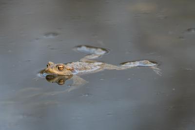 frog swimming in a pond at springtime-stock-photo