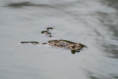 frog swimming in a pond at springtime-stock-photo