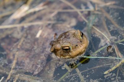 frog swimming in a pond at springtime-stock-photo