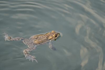 frog swimming in a pond at springtime-stock-photo