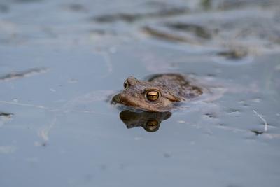 frog swimming in a pond at springtime-stock-photo