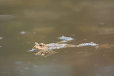 frog swimming in a pond at springtime-stock-photo