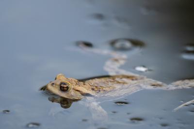 frog swimming in a pond at springtime-stock-photo