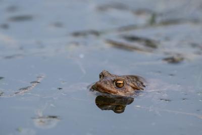 frog swimming in a pond at springtime-stock-photo