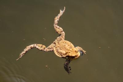 frog swimming in a pond at springtime-stock-photo