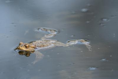 frog swimming in a pond at springtime-stock-foto