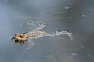 frog swimming in a pond at springtime-stock-photo