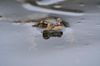 frog swimming in a pond at springtime-stock-photo
