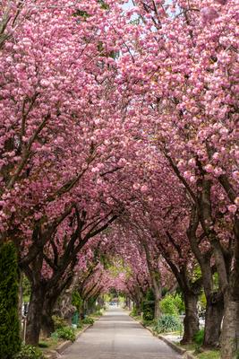 Road with majestically blossoming large cherry trees-stock-photo