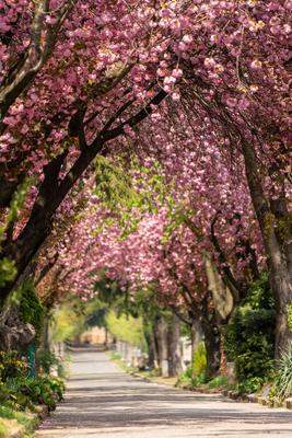 Road with majestically blossoming large cherry trees-stock-photo