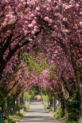 Road with majestically blossoming large cherry trees-stock-photo