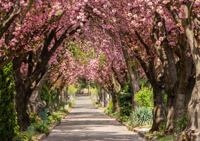 Road with majestically blossoming large cherry trees-stock-foto