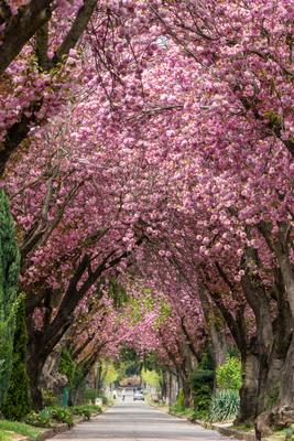 Road with majestically blossoming large cherry trees-stock-photo