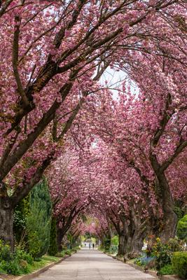 Road with majestically blossoming large cherry trees-stock-photo