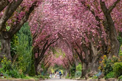 Road with majestically blossoming large cherry trees-stock-photo