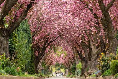 Road with majestically blossoming large cherry trees-stock-photo