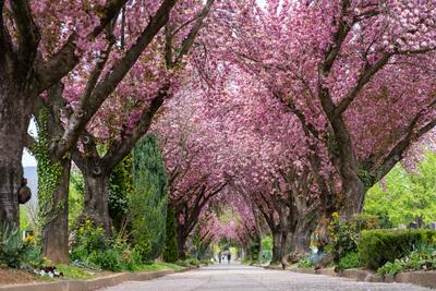 Road with majestically blossoming large cherry trees-stock-photo