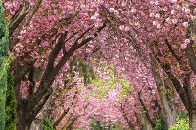 Road with majestically blossoming large cherry trees-stock-photo