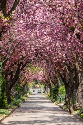 Road with majestically blossoming large cherry trees-stock-photo