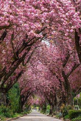 Road with majestically blossoming large cherry trees-stock-photo