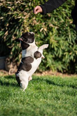 beautiful french bulldog sitting on grass and his owner feeding him-stock-foto