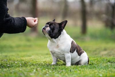 beautiful french bulldog sitting on grass and his owner feeding him-stock-foto